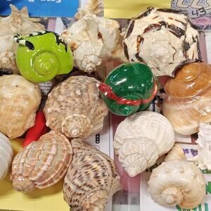 Hermit crab Shells 2 to 2.5 FANCY/Mix inch Assorted 10 Pack